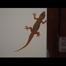 Einer unserer Hausgeckos